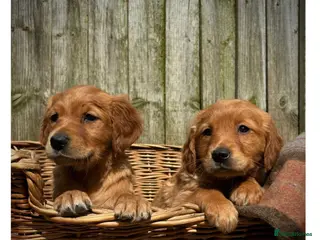 Golden Retriever dogs for sale: Quality KC Registered Golden Retriever Puppies - Advert 1
