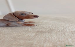 Miniature Dachshund dogs for sale: Last girl reduced  - Image 5