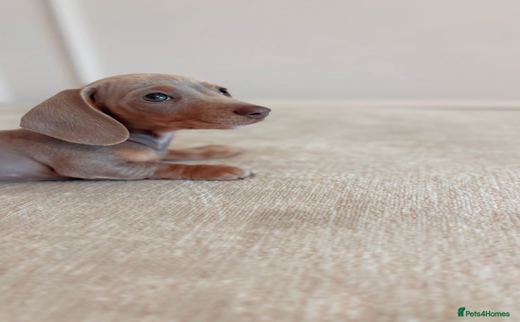 Miniature Dachshund dogs - Advert 6