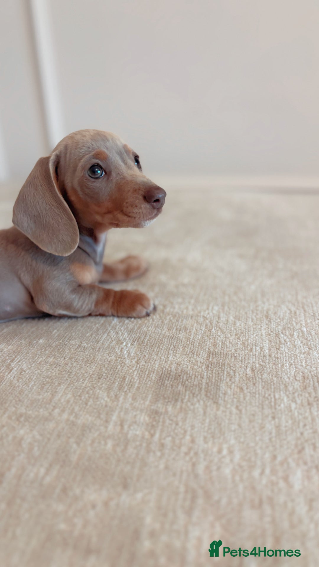Miniature Dachshund dogs for sale: Last girl reduced  - Image 5