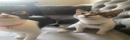 Mixed Breed cats for sale: Mushu and po - Free  - Advert 4