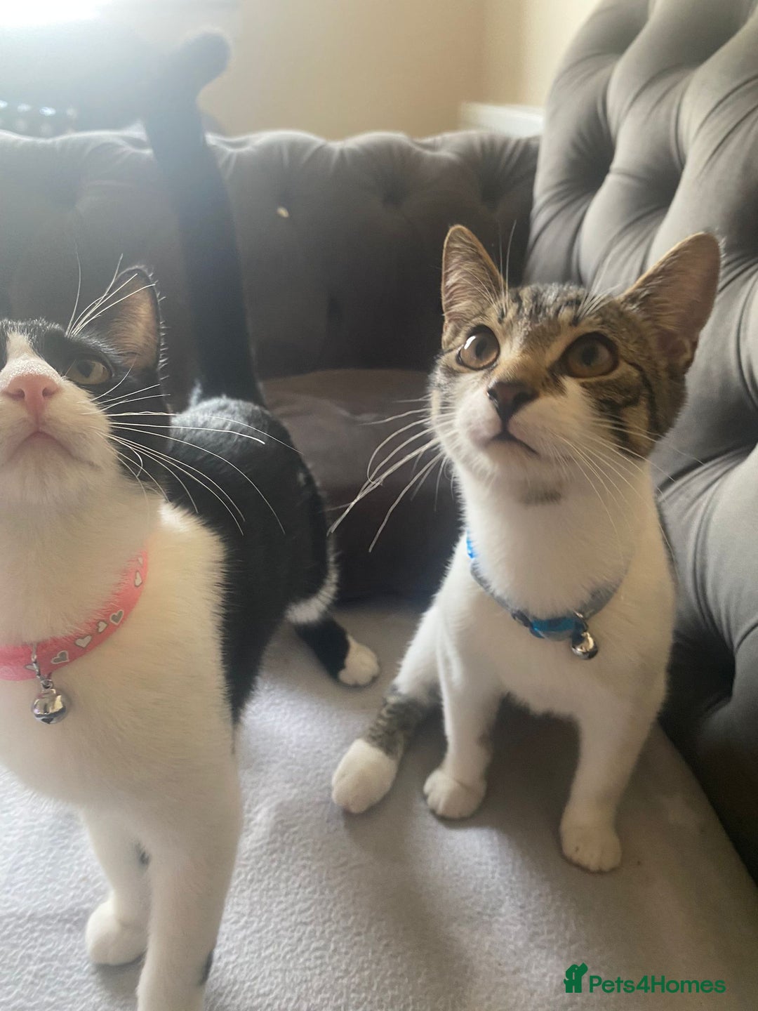 Mixed Breed cats for sale: Mushu and po - Free  - Advert 4