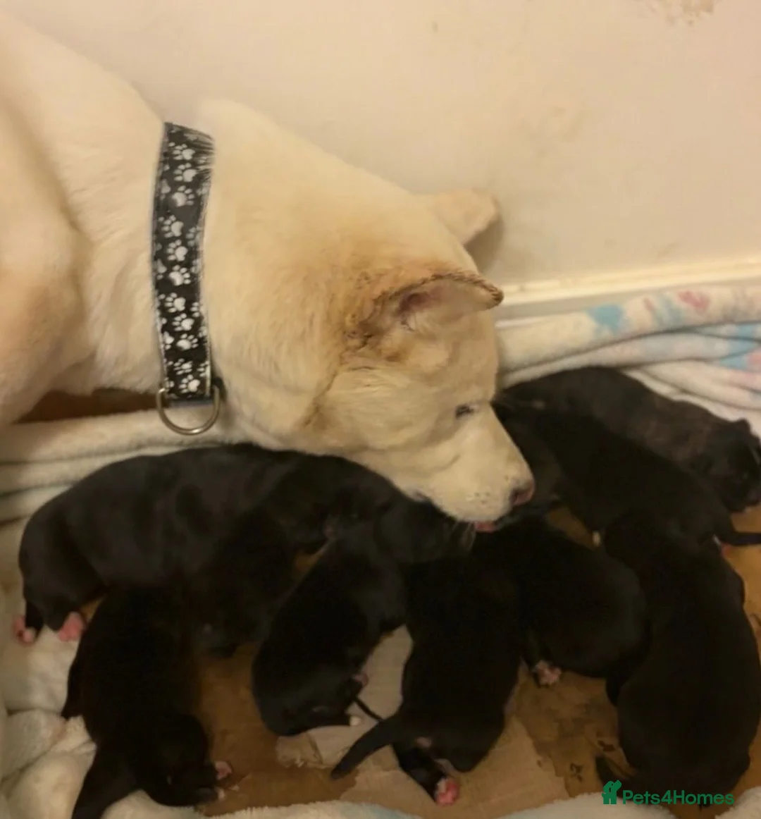 Mixed Breed dogs for sale: Female cane corso / Akita  - Advert 6