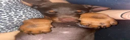 Dobermann dogs for sale: KC Dobermann pups  - Advert 5