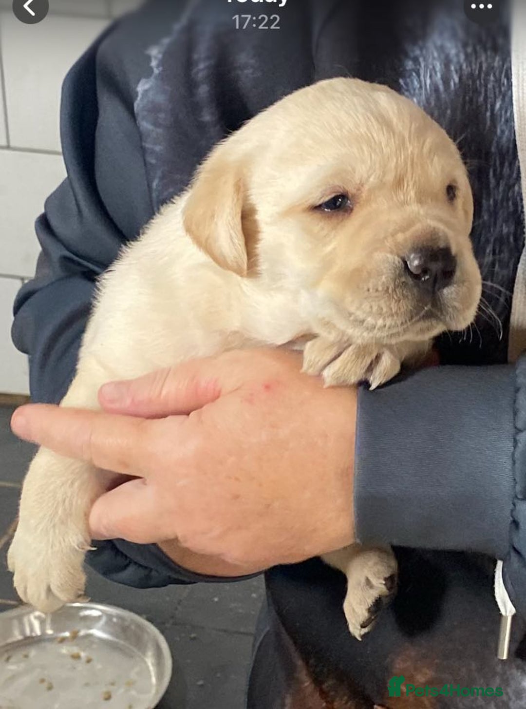 Labrador Retriever dogs for sale: Chunky Labradors  - Image 5