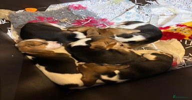 Beagle dogs KC Beagle Puppies ready now  - Advert 14