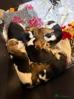 Beagle dogs KC Beagle Puppies ready now - Advert 3