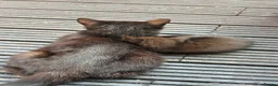 Mixed Breed cats for sale: Friendly & Cuddly Kittens (Ready to go) - Advert 2
