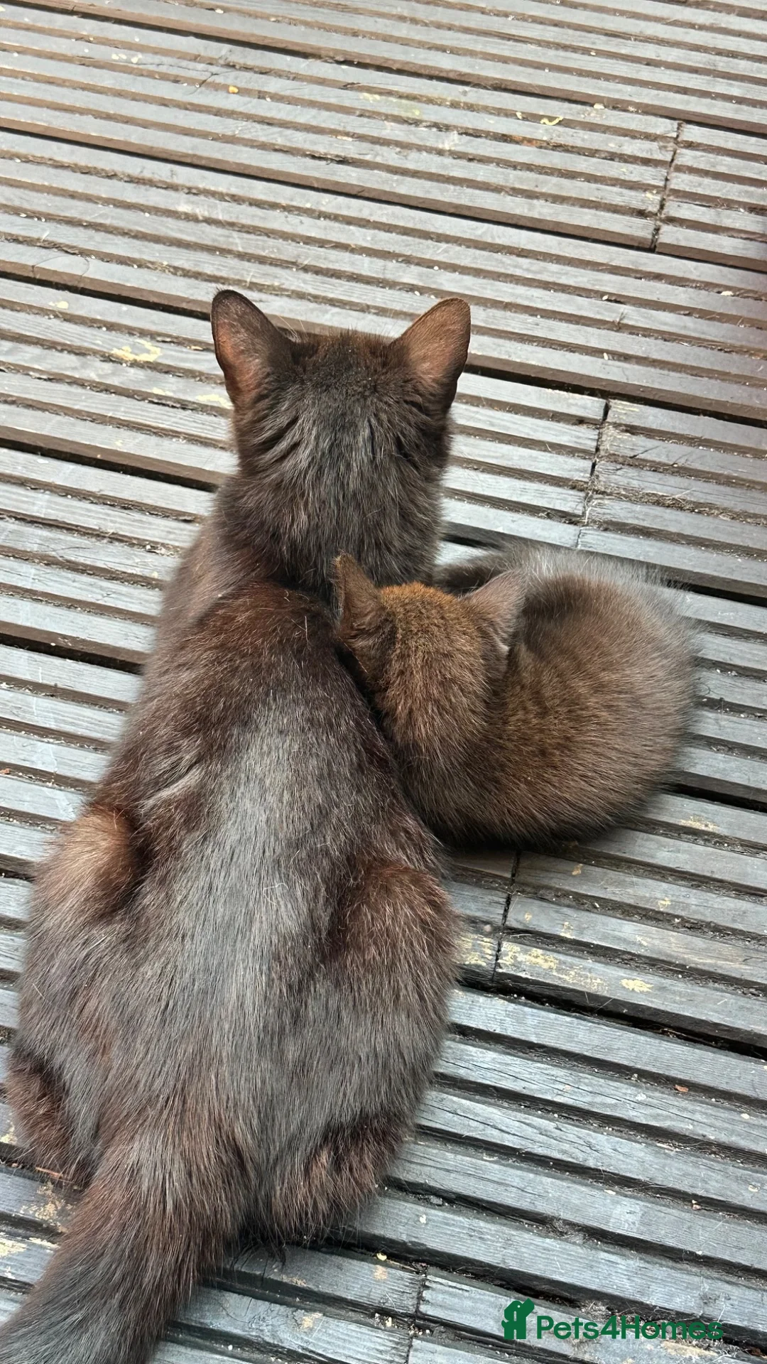 Mixed Breed cats for sale: Friendly & Cuddly Kittens (Ready to go) - Advert 2