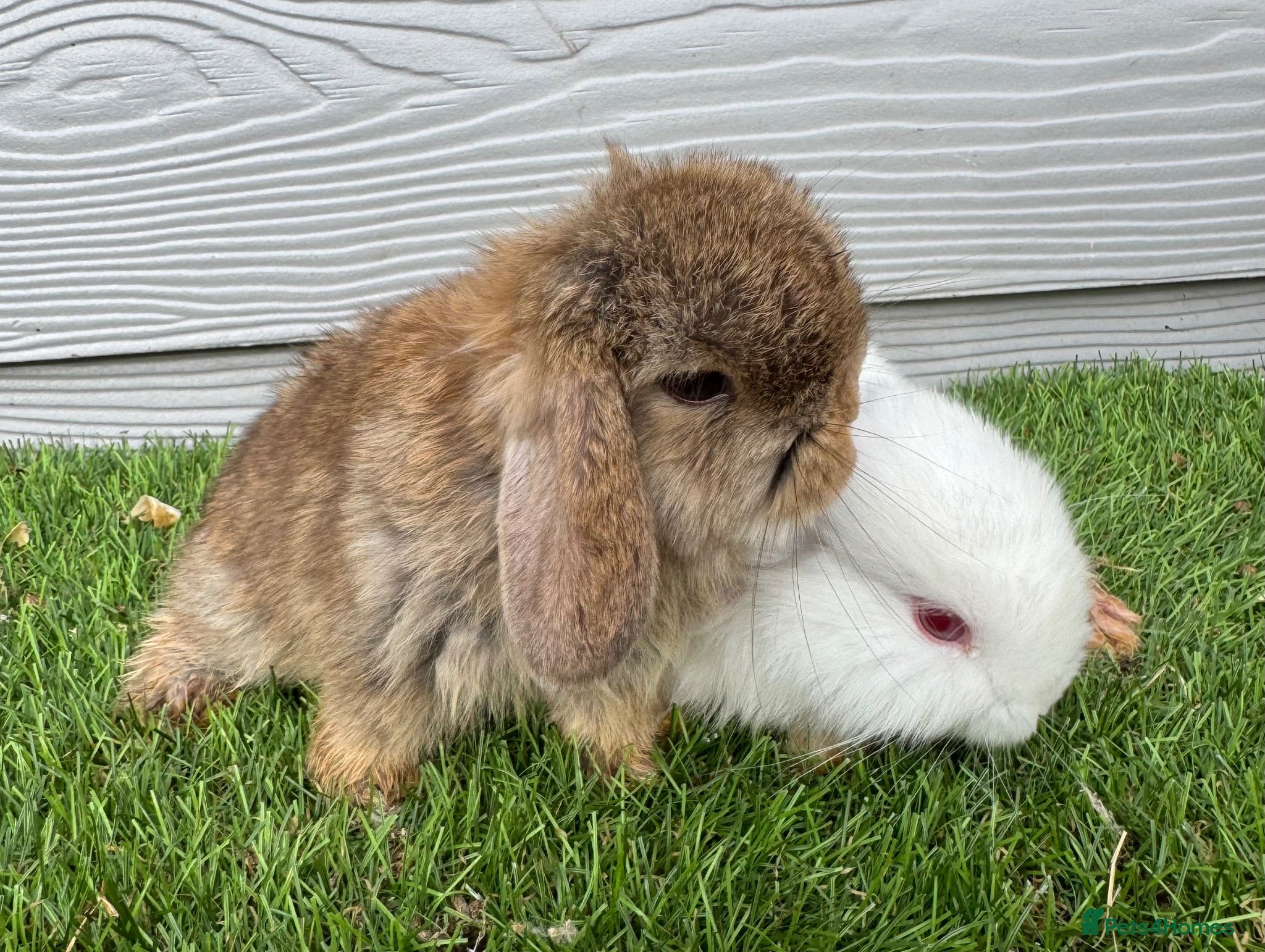 Mini Lop rabbits for sale: Mini Lop Show Bunny’s Ready 22nd Aug £80 Each…. - Advert 2