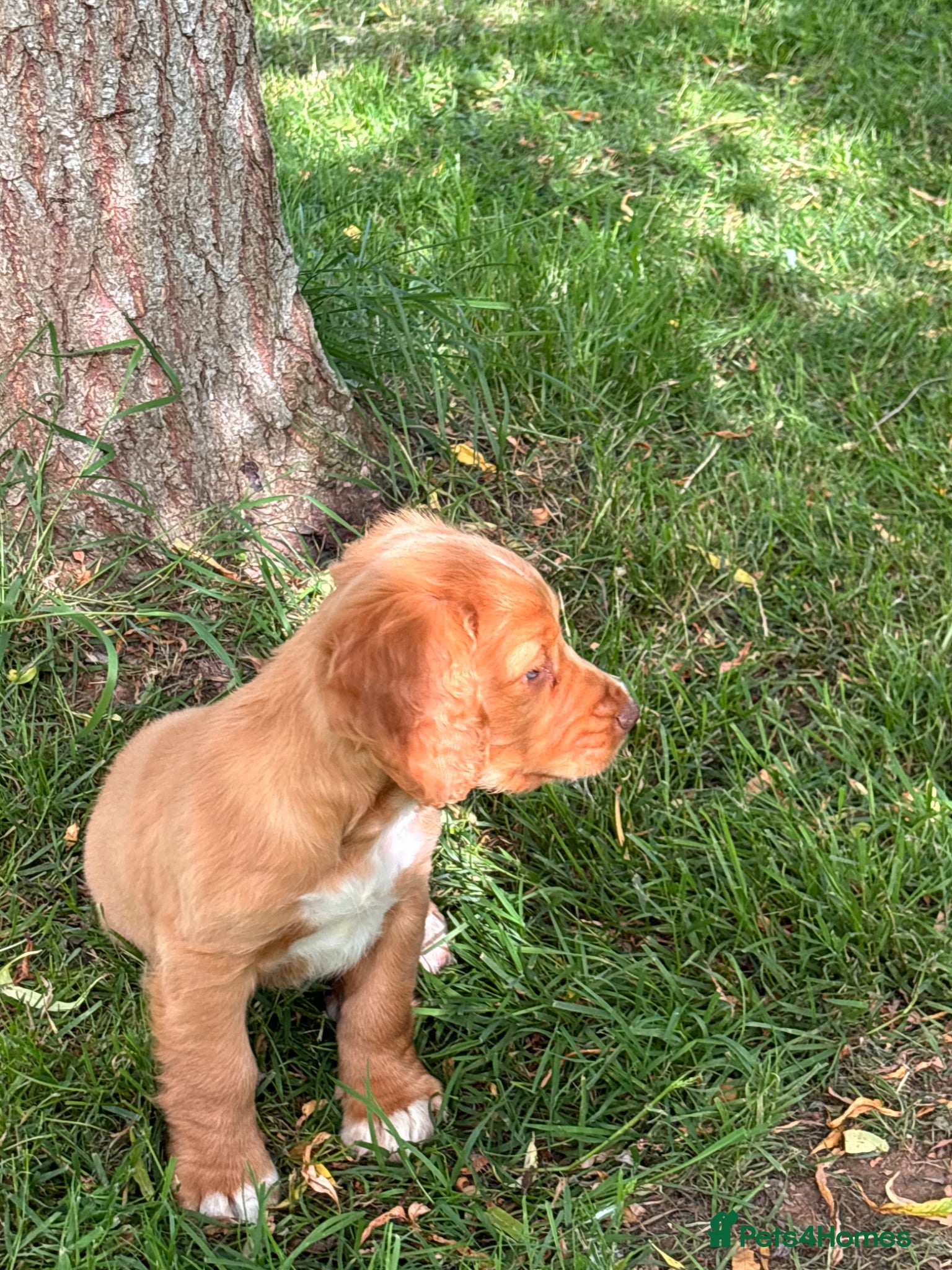 Sprocker dogs for sale: Male sprocker puppies - Advert 7
