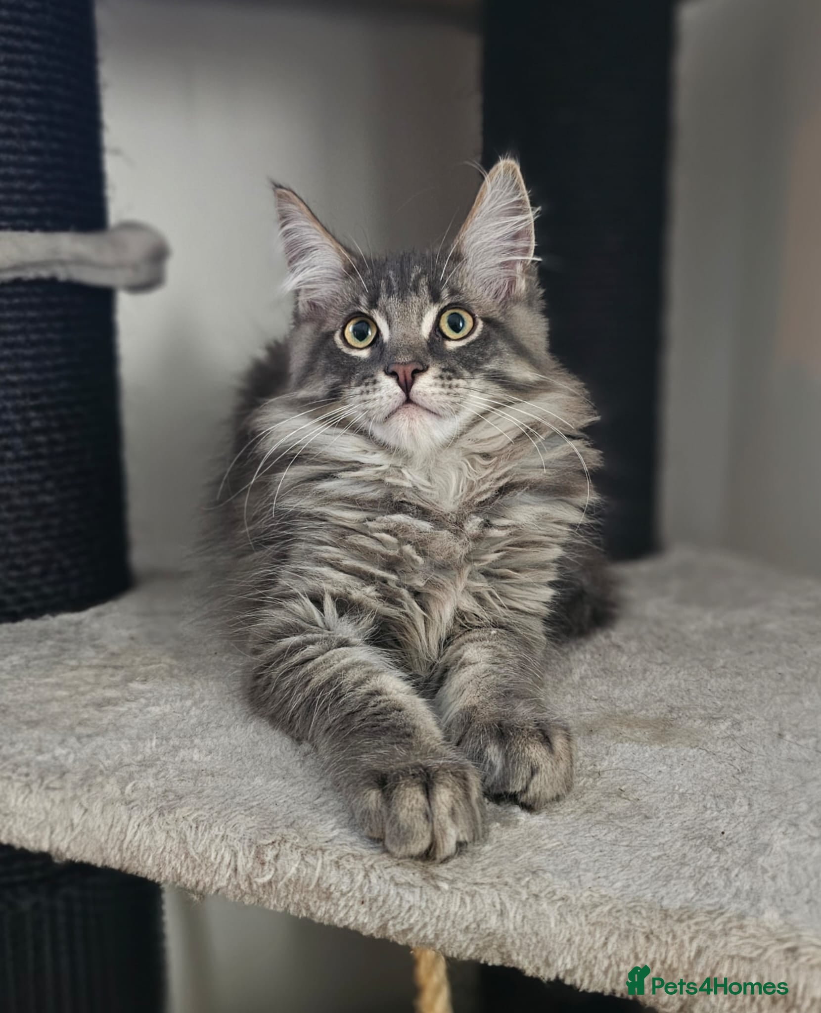 Maine Coon cats Gorgeous, sociable maine coon kittens  - Advert 1