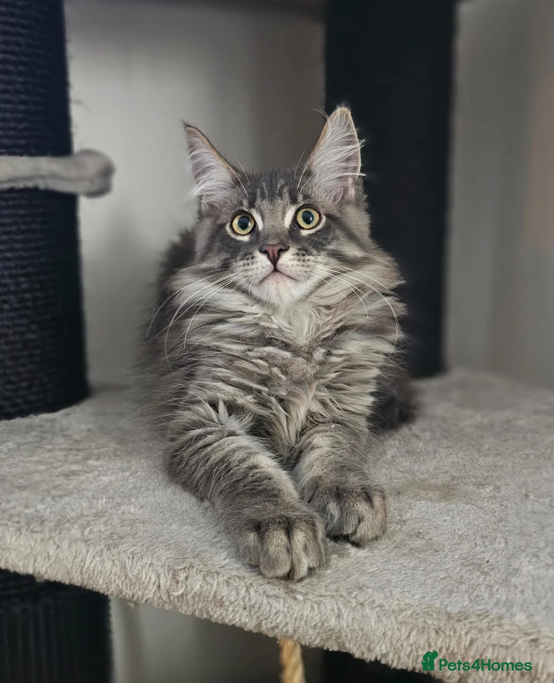 Maine Coon cats for sale: Gorgeous, sociable maine coon kittens  - Advert 1