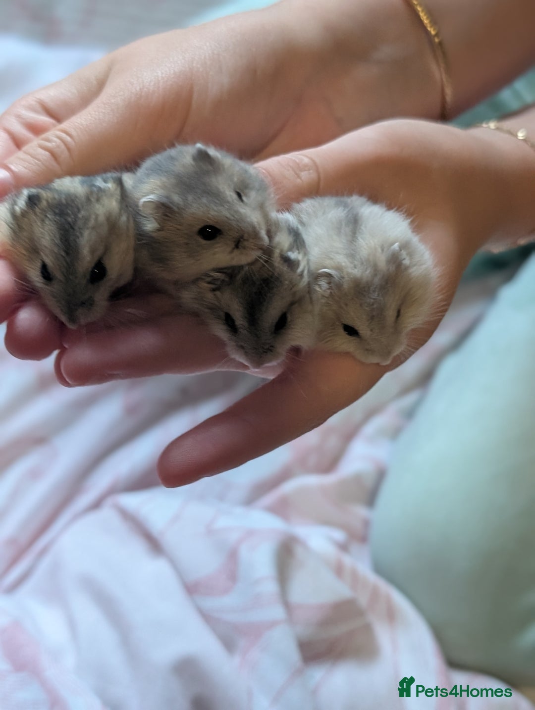Hamster rodents for sale: Russian baby hamsters  - Image 5