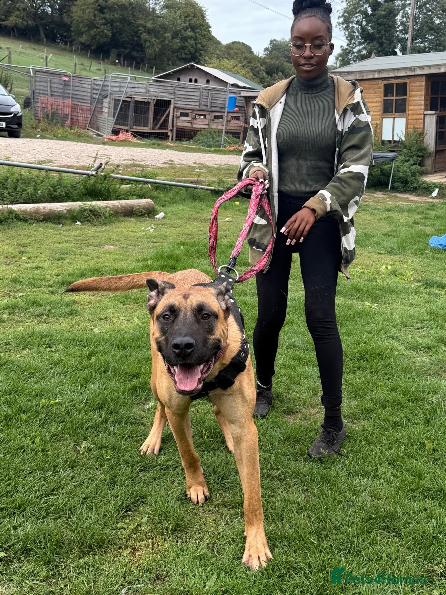 Mixed Breed dogs Presa Canario X Belgian Malinois male 12 months - Advert 2