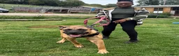 Mixed Breed dogs for sale: Presa Canario X Belgian Malinois male 12 months in Chatham - Advert 1