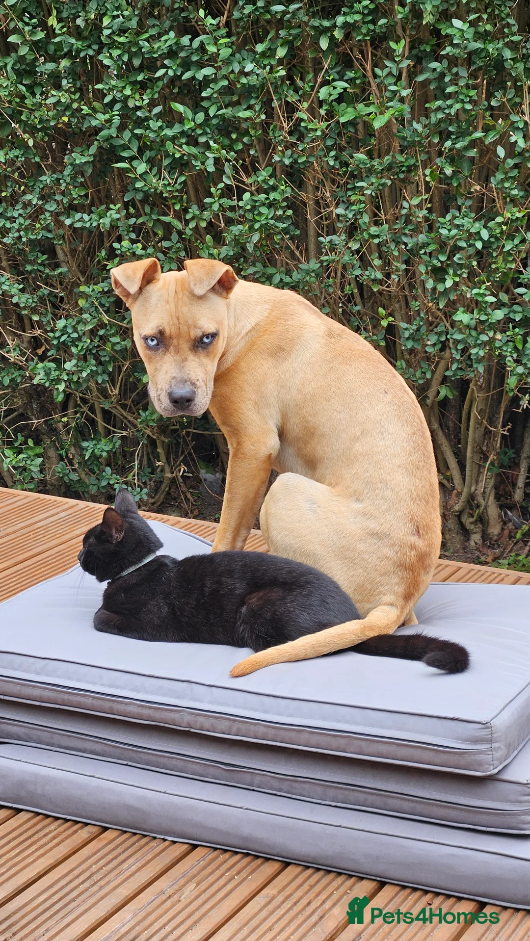 Mixed Breed dogs for sale: Female mixed breed 1 year animal child friendly - Advert 1