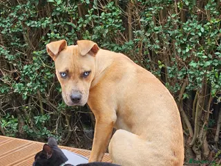 Mixed Breed dogs Female mixed breed 1 year animal child friendly - Advert 1