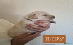 Golden Retriever dogs for sale: 🐾Pure Golden retrievers puppy🐾 - Image 21