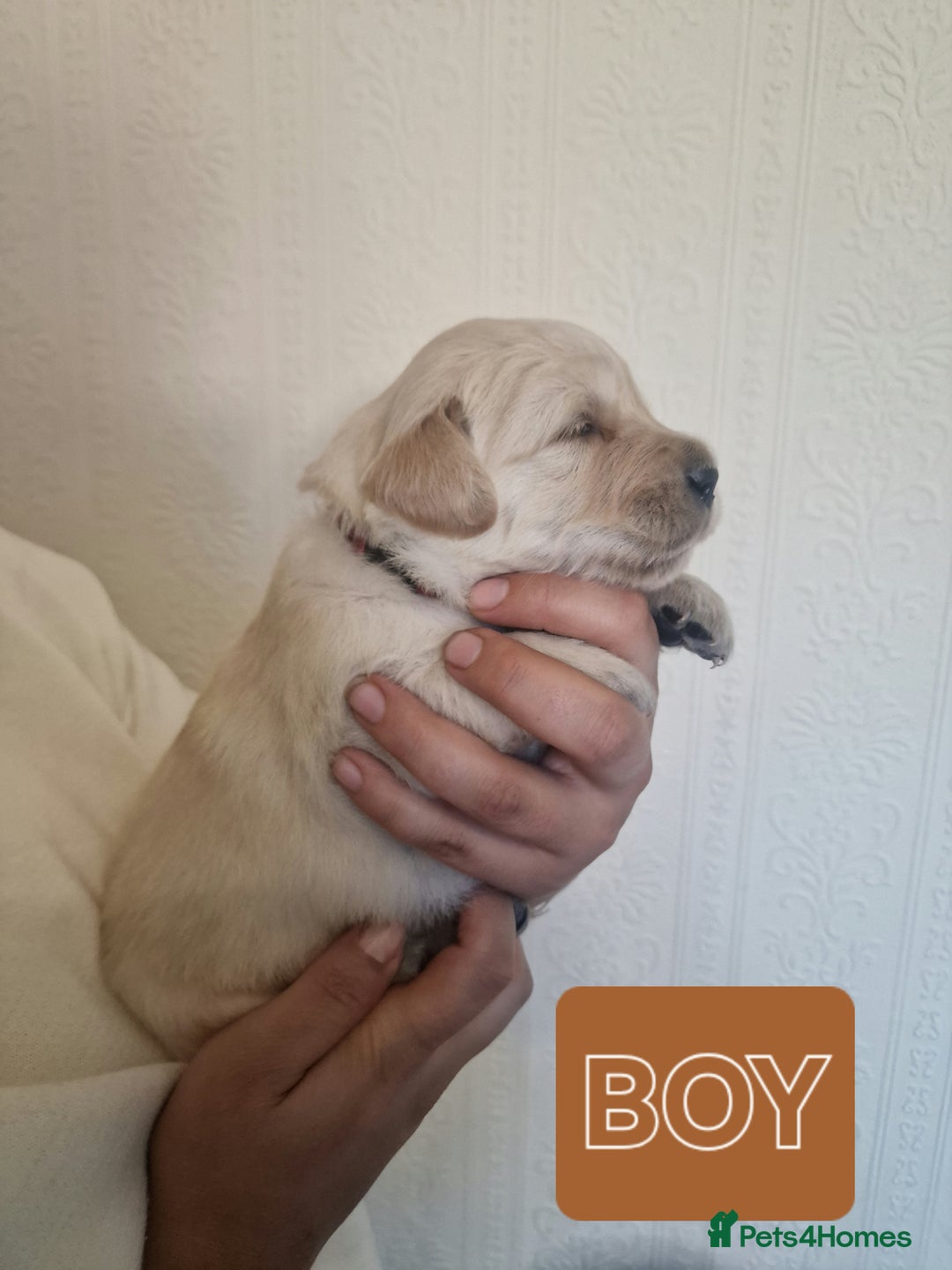 Golden Retriever dogs for sale: 🐾Pure Golden retrievers puppy🐾 - Image 21