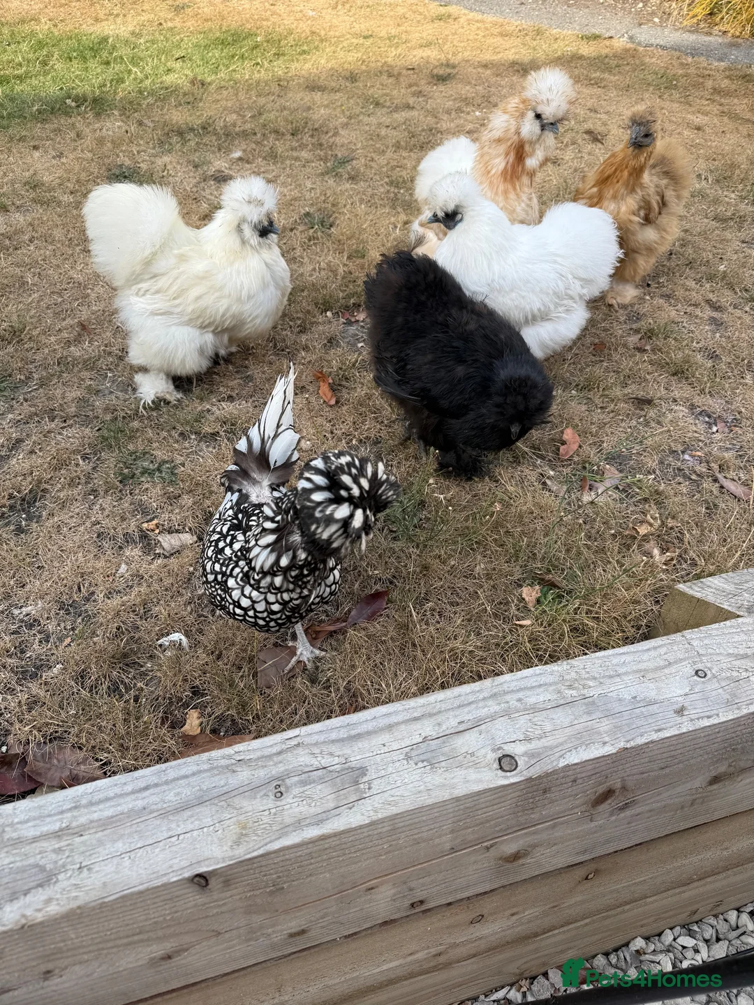 Chickens poultry for sale: 8 Silkys and 1 Polish  in Poole - Advert 4