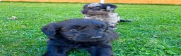 Labradoodle dogs for sale: F1 Labradoodle Merle Babies 🐾🐾🐾 - Advert 6