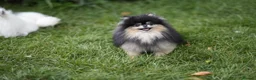Pomeranian dogs for sale: Sweet little pups  - Advert 6
