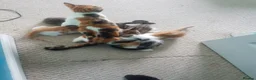 Mixed Breed cats for sale: Cute and energetic kittens - Advert 2