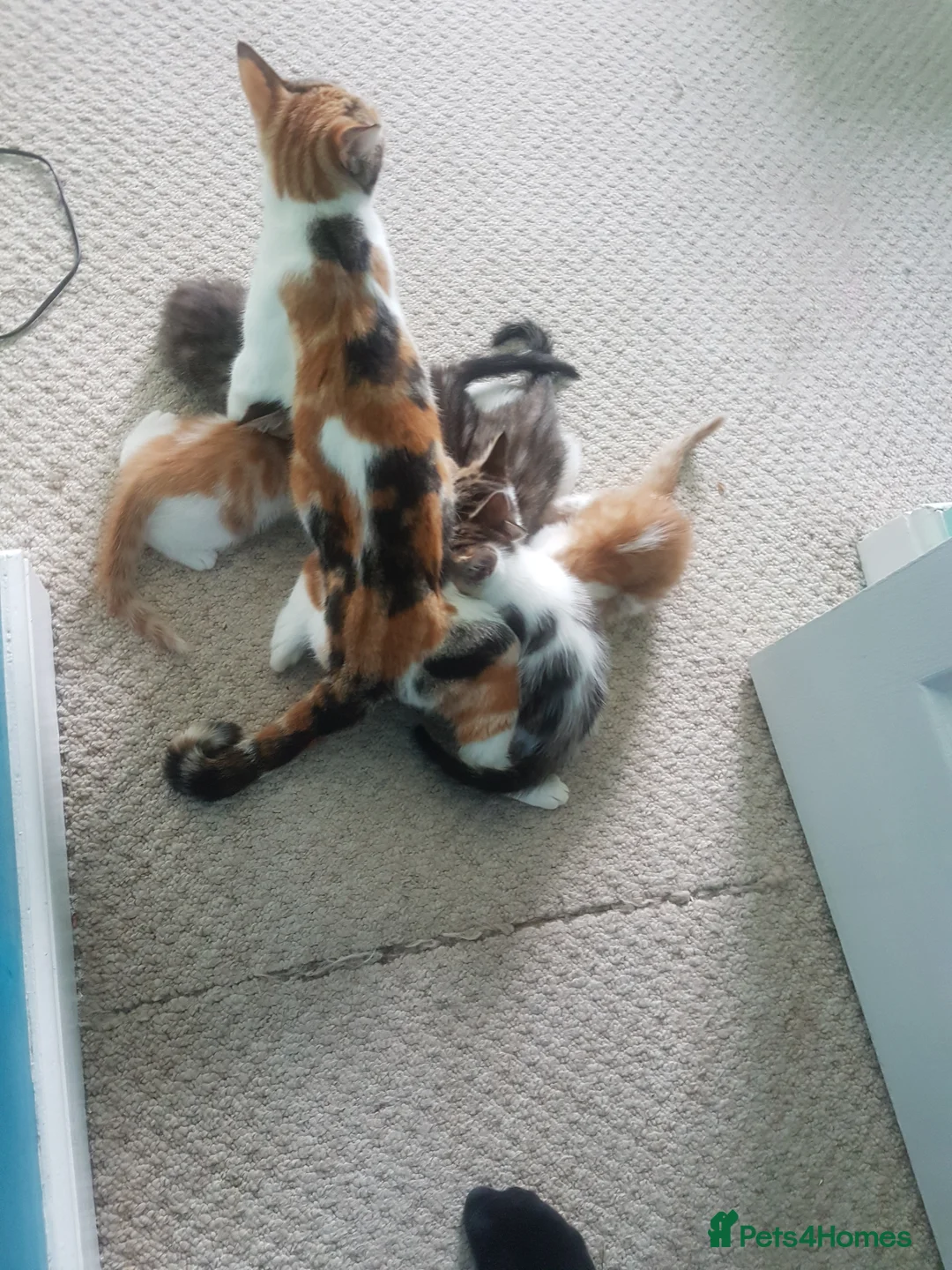 Mixed Breed cats for sale: Cute and energetic kittens - Advert 2