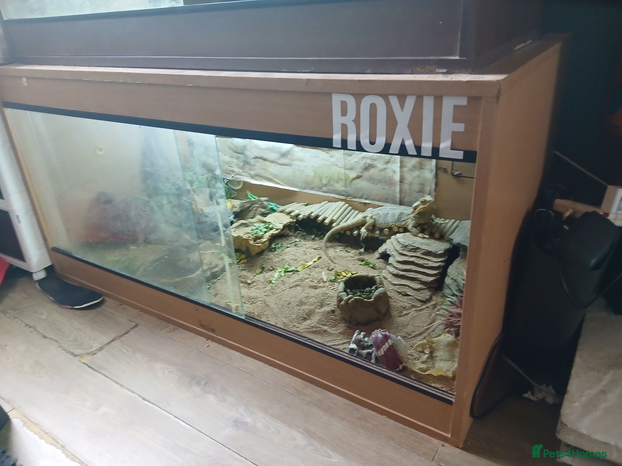Bearded Dragon reptiles Bearded dragon x2 both have full working  vivs - Advert 12