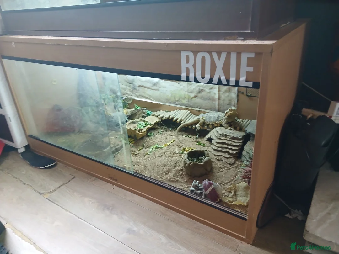 Bearded Dragon reptiles for sale: Bearded dragon x2 both have full working  vivs in Cleethorpes - Advert 1