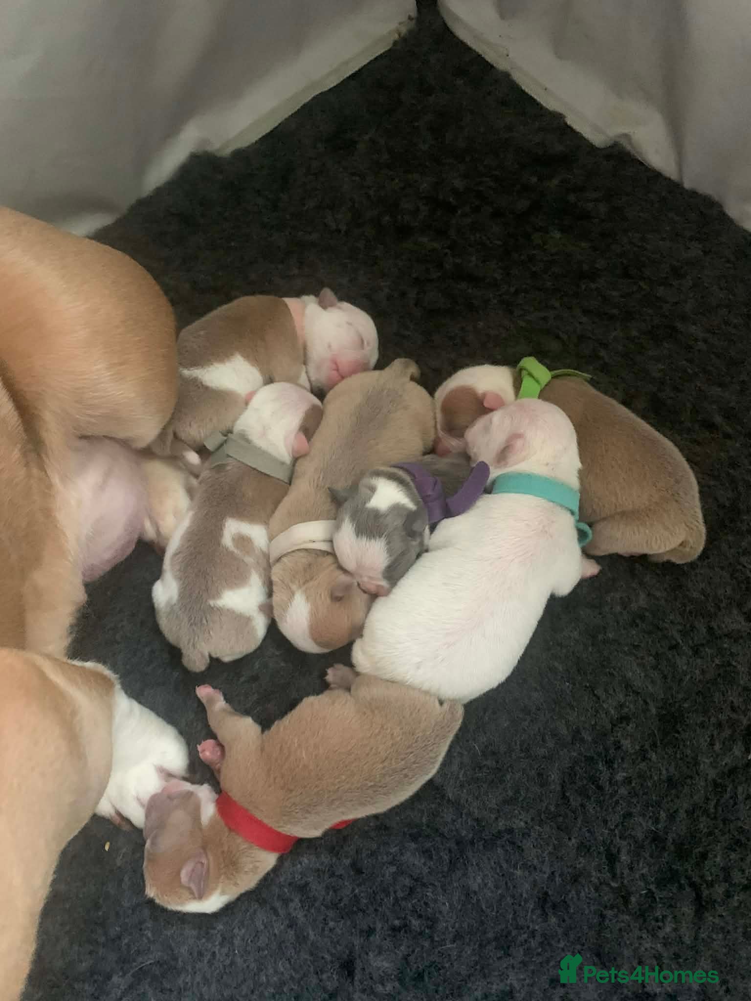 Mixed Breed dogs Olde English bulldog cross puppies - Advert 7