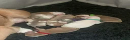 Mixed Breed dogs for sale: Olde English bulldog cross puppies - Advert 8