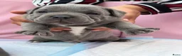 Staffordshire Bull Terrier dogs for sale: SIMPLY STUNNING COI 6.8% - Advert 9