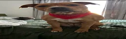 Mixed Breed dogs for sale: Having to rehome my dog Millie  - Advert 6