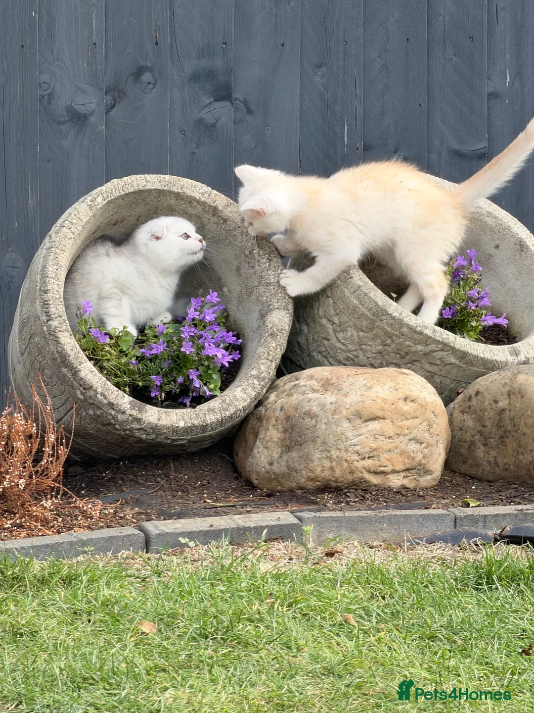 British Shorthair cats for sale: mixed Scottish fold & British short hair  - Advert 2