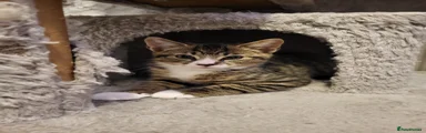 Mixed Breed Kitten 2