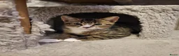 Mixed Breed cats for sale: Sweet little babies.  - Advert 11
