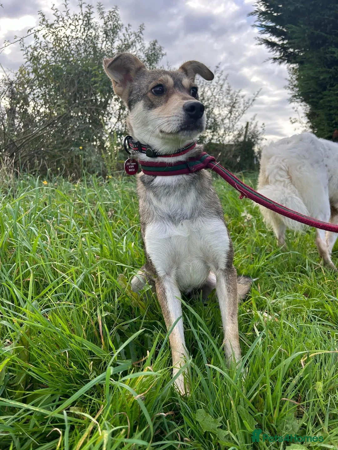 Mixed Breed dogs for adoption: Fizz - Norwich Norfolk  in Norwich - Advert 10