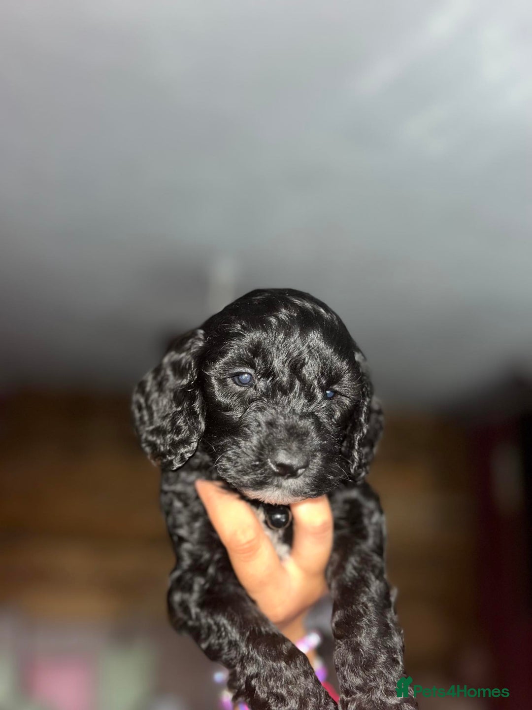 Cockapoo dogs for sale: cockapoos - Image 9