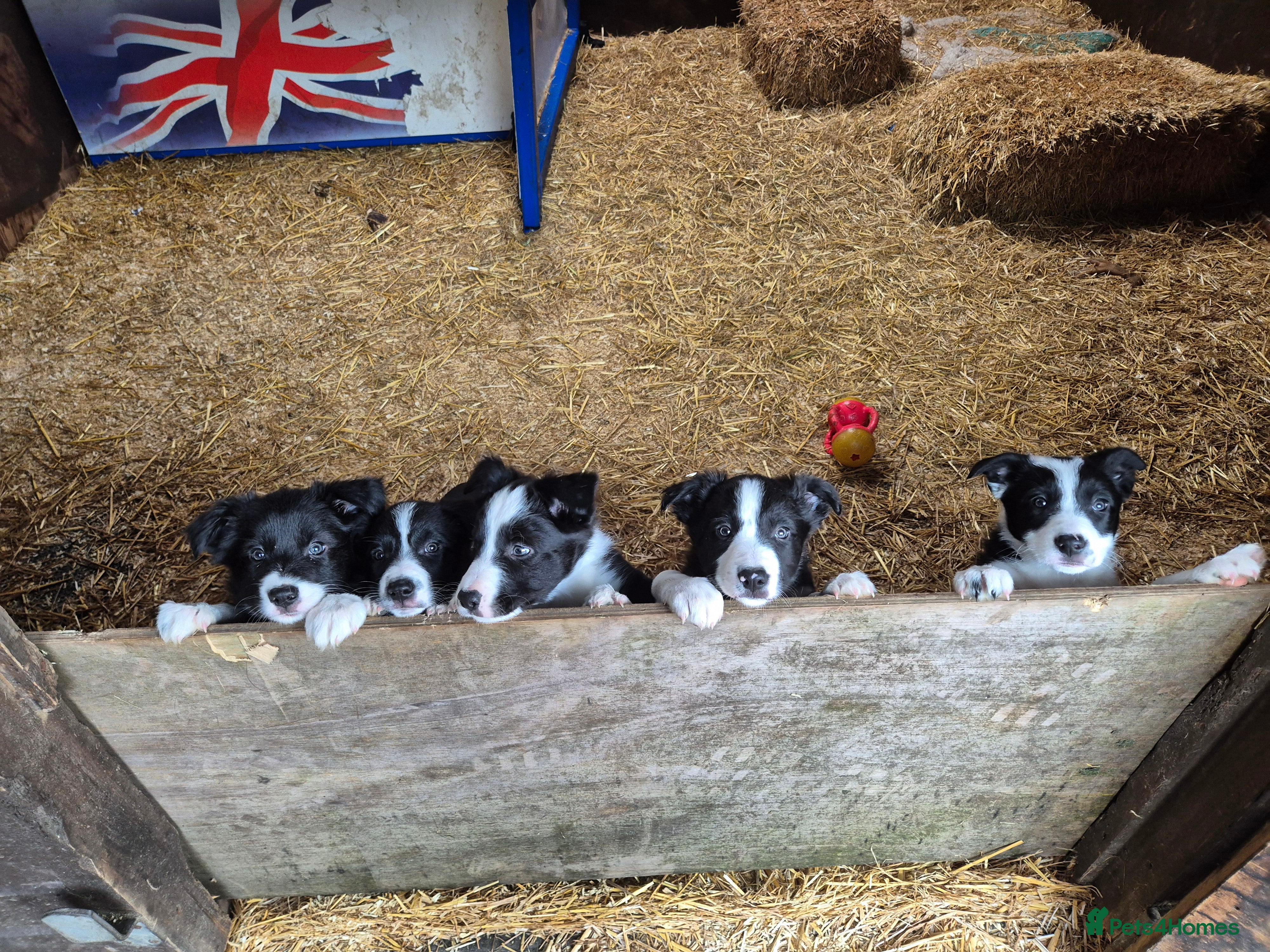 Border Collie dogs Beautiful border collie pups needing homes - Advert 2