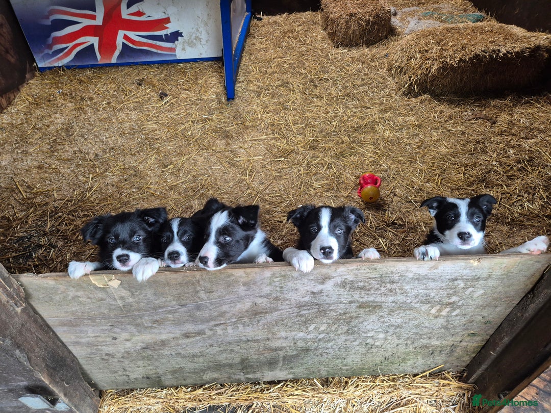Border Collie dogs for sale: Beautiful border collie pups needing homes - Advert 1