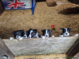Border Collie dogs Beautiful border collie pups needing homes - Advert 2