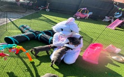 Staffordshire Bull Terrier dogs for sale: 🔥🇬🇧Staffy puppies  - Image 3