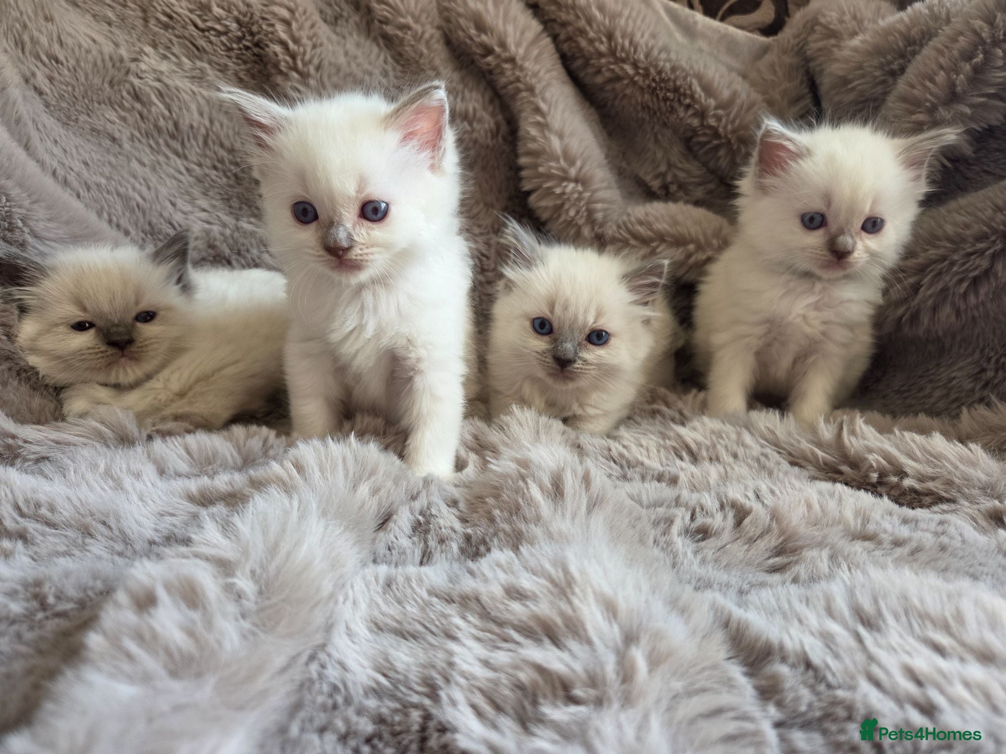 Ragdoll cats 🏆GCCF REG. EXTENSIVELY TESTED RAGDOLL KITTENS 🌟 - Advert 2
