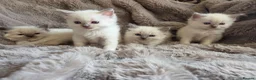 Ragdoll cats for sale: 🏆GCCF REG. EXTENSIVELY TESTED RAGDOLL KITTENS 🌟 - Advert 20