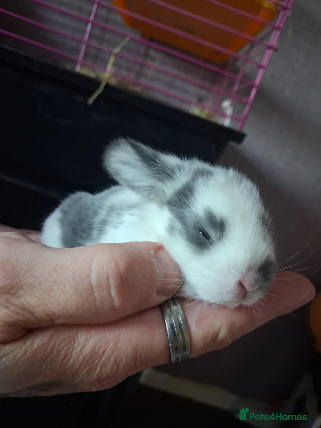 Mini Lop rabbits for sale: Mini lop babies in Redditch - Advert 2