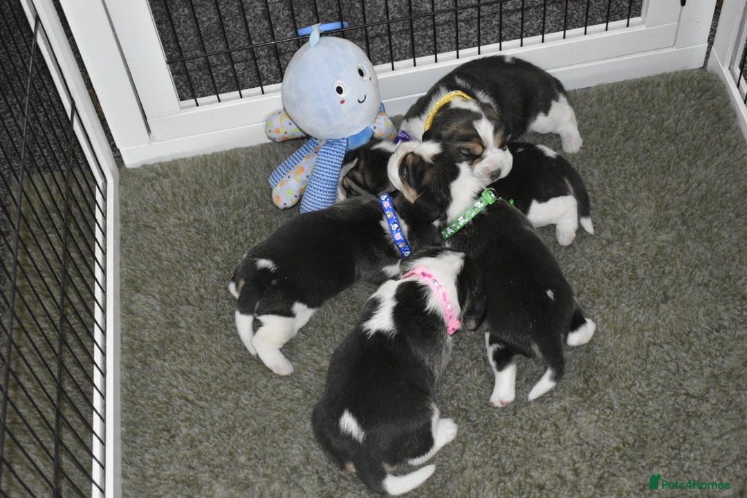 Beagle dogs for sale: Beautiful KC Beagle Puppies – DNA Health Tested  - Image 16