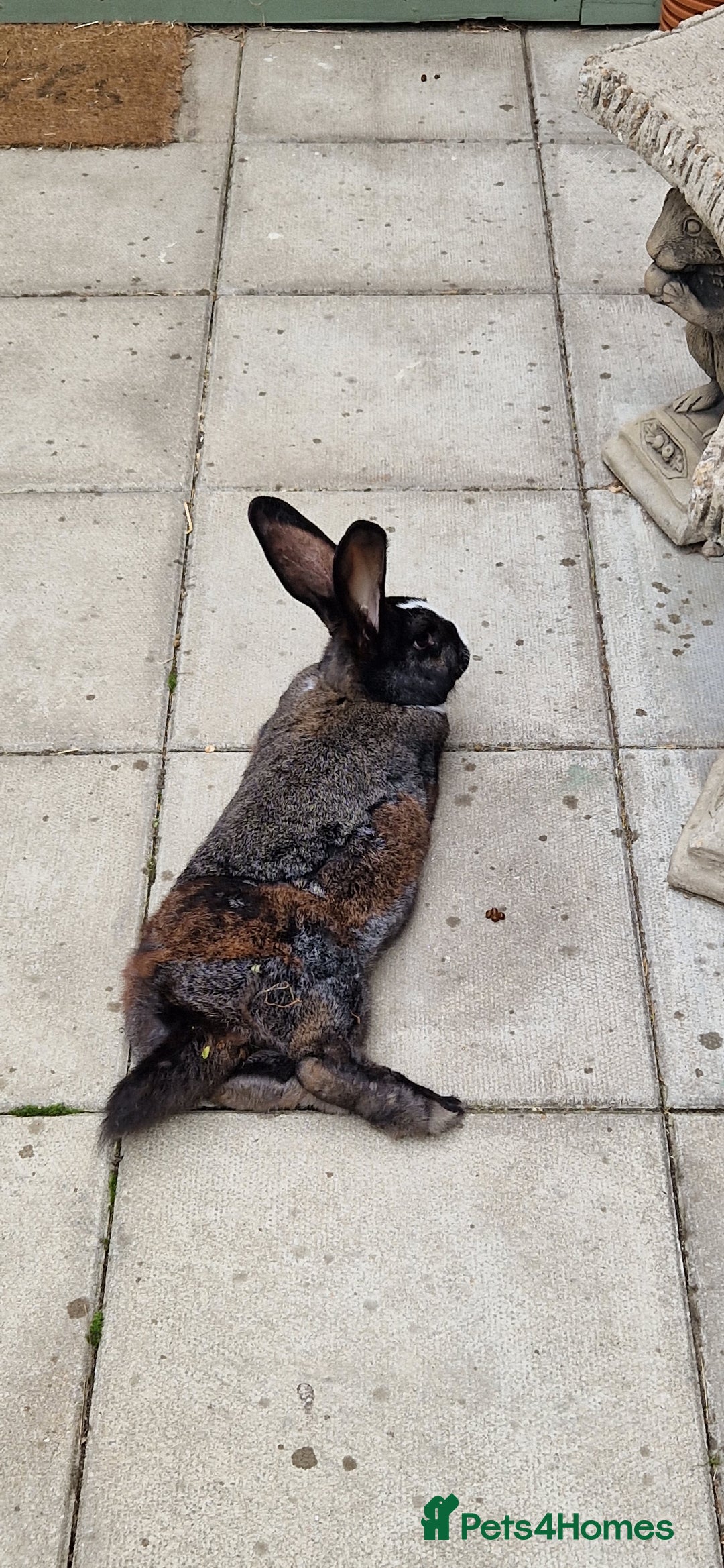 Continental Giant rabbits for sale: Giant Continental Cross - Image 6