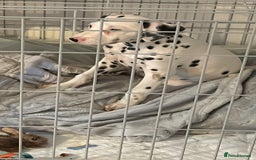 Dalmatian dogs for sale: Dalamatian puppy for sale  - Image 6